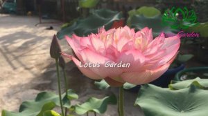 Pink lady lotus blooms in my garden, 9 buds at once