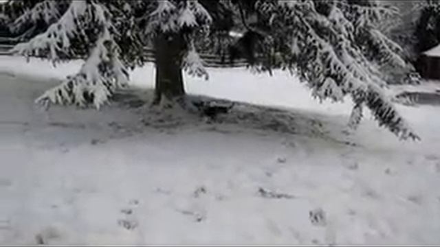 Dandie Dinmonts in the snow смотреть онлайн