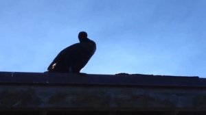 Национальный парк Эверглейдс. Флорида, США