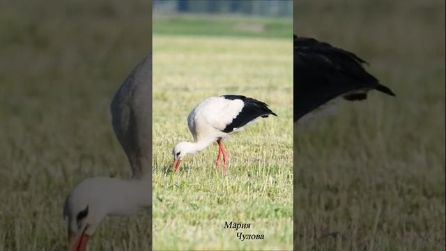 Хищный аист #птицы #природа смотреть онлайн