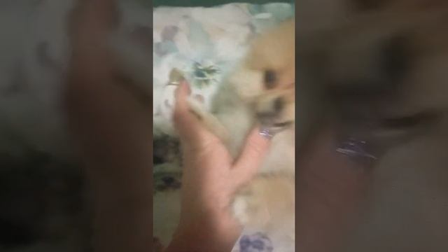всё о шпицах 3х месячных, кормление, прививки #шпицуля #сельскаяжизнь #сельскийблог