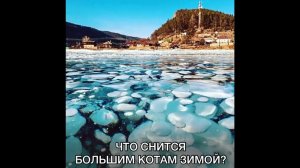 ЧТО СНИТСЯ БОЛЬШИМ КОТАМ ЗИМОЙ?
