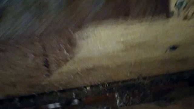 Орпингтоны на Сельском дворике#фарфоровые орпы#мраморные орпы#золотоокаймленные орпы#лавандовые смотреть онлайн