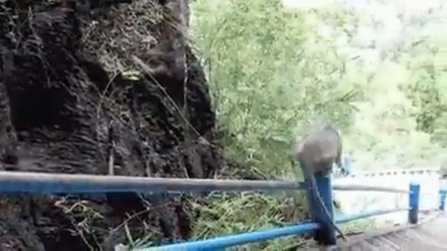 Обезьяна катается на веревке. смотреть онлайн