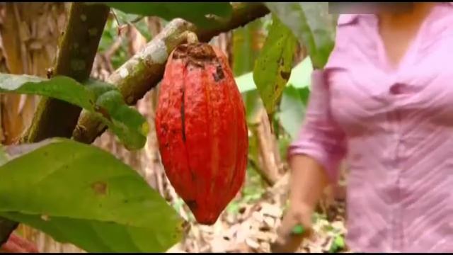 Какао бобы (Как это работает) смотреть онлайн