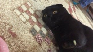 Шотландский вислоухий черный кот играет