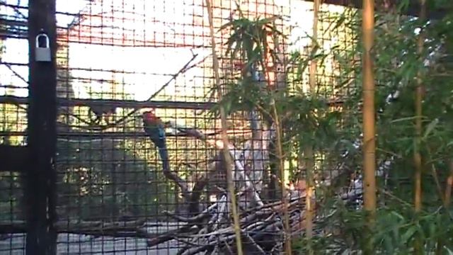 попугаи крикуны в зоопарке Украина Ялта смотреть онлайн