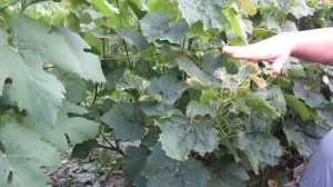 Спасение виноградных кустов при поражении гербицидами. Рекомендации.