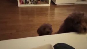 Питомник постоянно продает щенков мини той пуделя