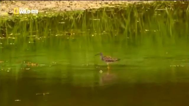 Аляска. Бурый медведь смотреть онлайн