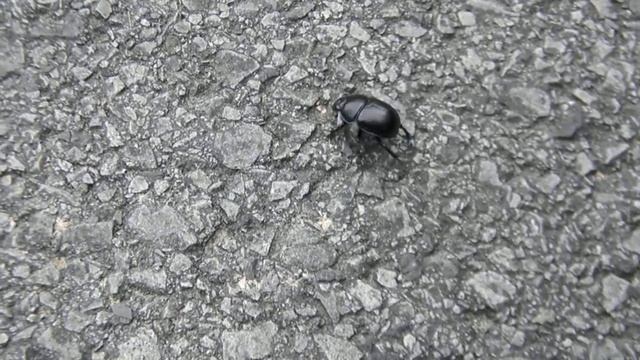 Geotrupes vernalis Dung Beetle смотреть онлайн