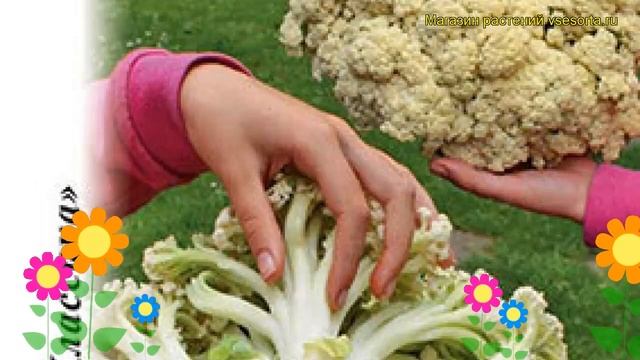 Капуста цветная Спаржевая F1. Краткий обзор, описание характеристик brássica olerácea смотреть онлайн