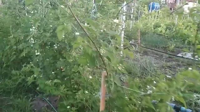 подвязка ежевики смотреть онлайн