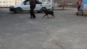 Первый урок движений на ринговке Шура