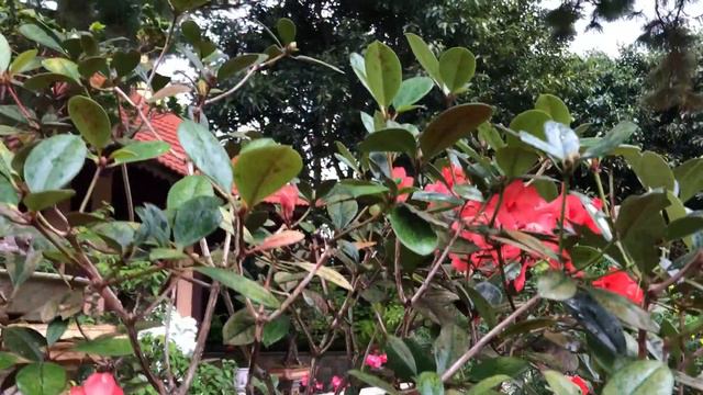 HOA ĐỖ QUYÊN|RHODODENDRON SIMSII смотреть онлайн