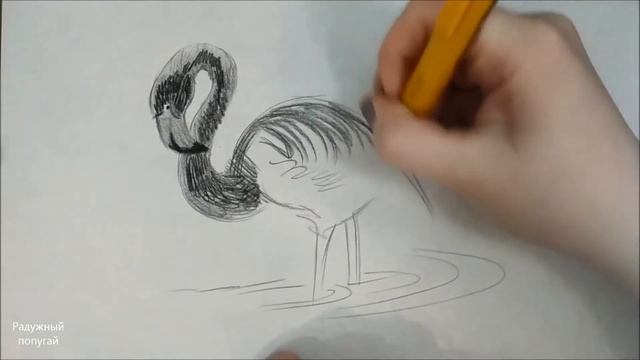 Как нарисовать фламинго поэтапно , шуршание карандаша для тех кто любит ASMR :)