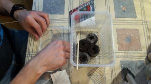 Рассада томатов в торфяные таблетки