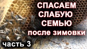 Слабая семья после зимовки. Пытаемся спасти. часть 3 (продолжение).