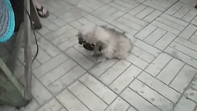 Пекинес Жора (моя версия) смотреть онлайн