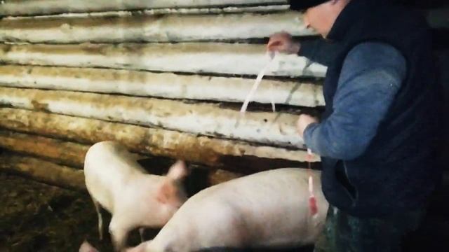 Вес поросят в 6 месяцев. Откорм свиней.