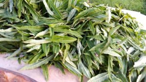 Иван-чай - как собирать сушить и делать чай в домашних условиях