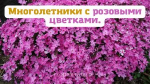 Многолетники с розовыми цветками.🌷