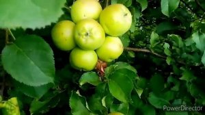 Чудо яблоня вырощенная из семечка ?