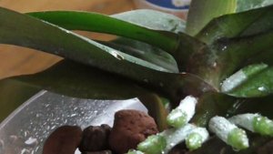 Результаты почти через месяц, корни орхидей растут пучками после препарата рибав экстра 7.06.2020