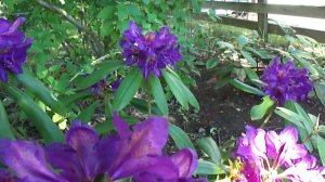 Purple Rhododendron