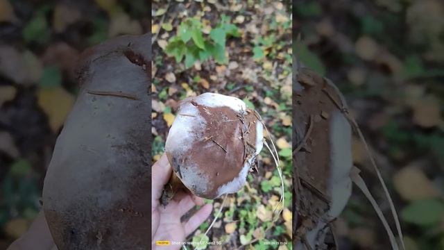 грибочки смотреть онлайн