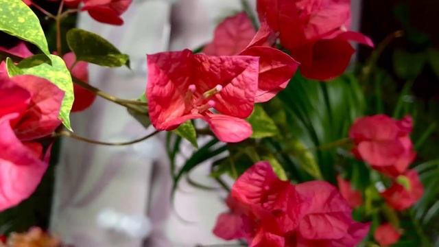 Бугенвиллия Golden Red❤️ смотреть онлайн