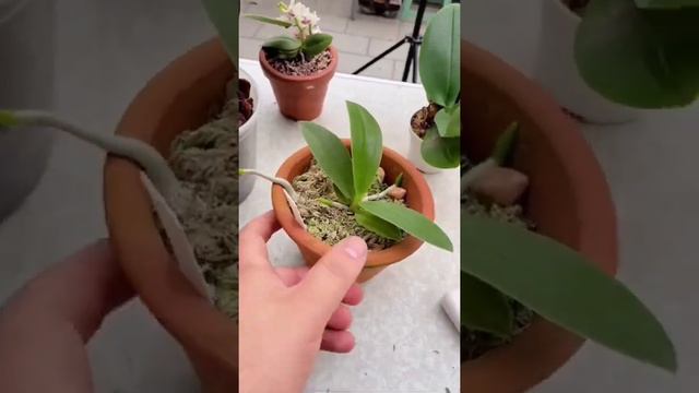 Descubra como cultivar orquideas Phalaenopsis ( como cultivar Phalaenopsis de maneira prática)