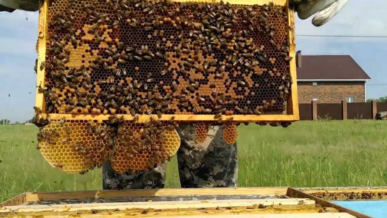 Подготовка пасеки к кочевке. Обзор пасеки. Маточники=) смотреть онлайн