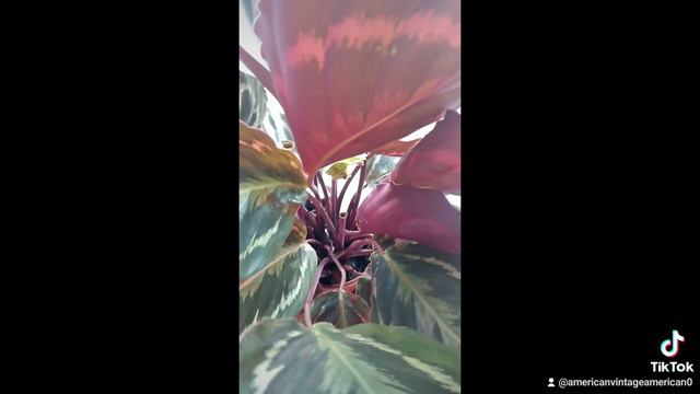 калатея цветет#домашниецветы #калатеядома #калатея