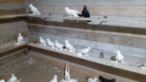Голуби персы Черный хвост Кептерлер Pigeons