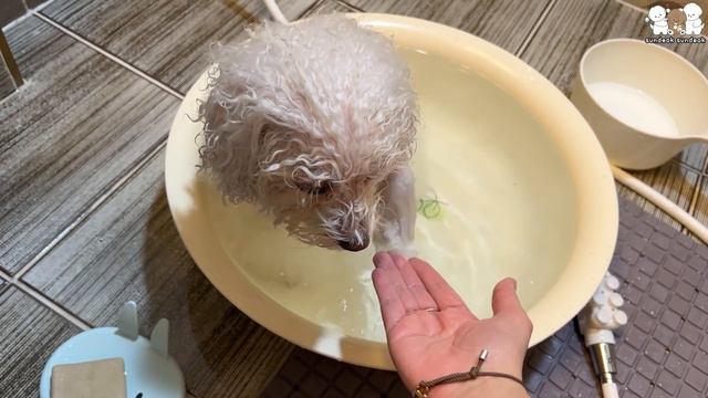 세상 착한 덕선이! 폭풍 잔소리를 들었다는데…😲 (억울한 강아지)