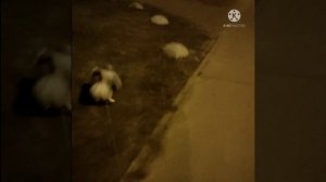 Как воспитать шпица !?  Команды!?Послушание!?