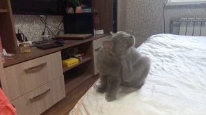 Котёнок охотится на МУХУ!?❤️