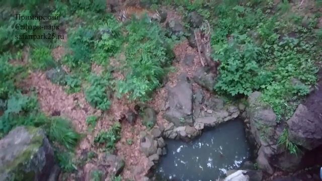 Тигрица Уссури и козёл Тур вместе в одном Парке смотреть онлайн