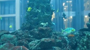 Aquadom Aquarium Berlin 720p