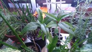 Комнатные цветы .Выставка комнатных растений в ДК Железнодорожников .Часть 1.