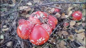 Я В ШОКЕ!!! Столько мухомора я ещё не находил.