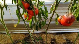 ??ТОМАТ СЕРЖАНТ ПЕППЕР. Обзор сорта