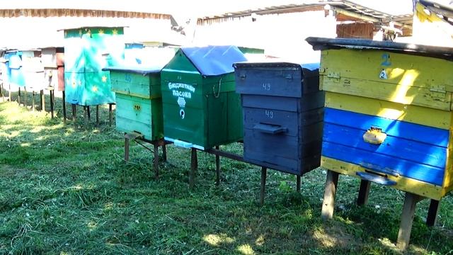 Пчёлы не идут в магазин что делать! Мой вариант как я поступаю с магазинами.