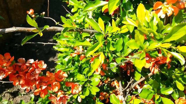 На даче цветёт айва смотреть онлайн