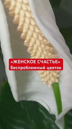 Идеальный домашний цветок с минимальным уходом