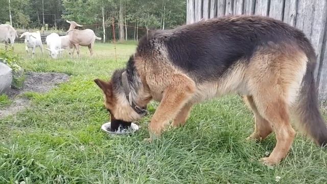 Если у вас есть дом в деревне с гнилыми венцами , то не бойтесь , меняйте , тут нет ничего сложного