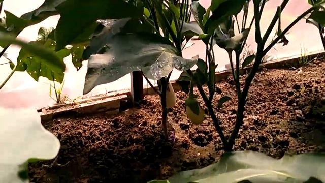 Баклажан, белый. Сорт: Бибо. Первые созревшие плоды. 09.07.18 смотреть онлайн