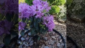 Рододендрон «Gatawbiense Grandiflorum» («Грандифлорум катевбинский»)