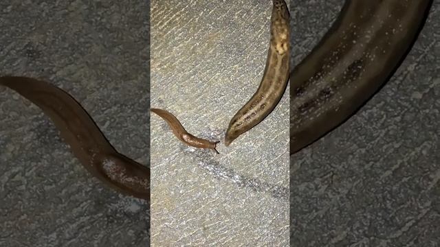 Battle slugs смотреть онлайн